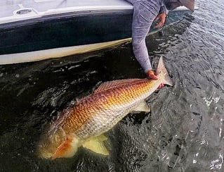 Sight Fishing for NC Redfish