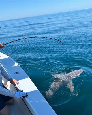 Destin Bottom Fishing and Trolling