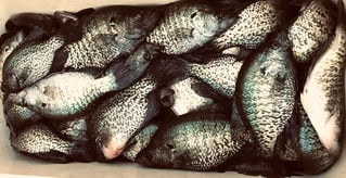 4 Hour Crappie Fishing Trip