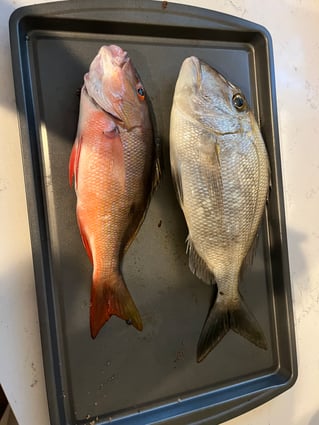 Jupiter ledge or Stuart push button