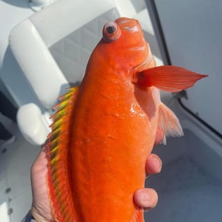 Cocodrie Long Range Offshore