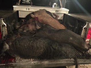 ALLIGATOR/HOG COMBO HUNT