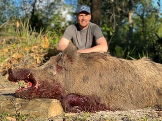 Half Day Wild Boar Hunt