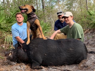 Half day wild boar hunt