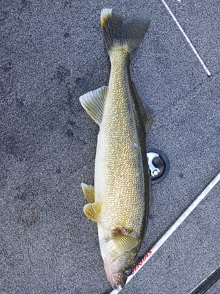 Guided Walleye Trip - Normandy Lake