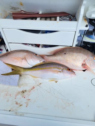 Bottom Fishing Reefs and Wrecks