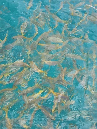 Bottom Fishing Reefs and Wrecks