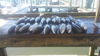 Greater New Orleans Inshore Fishing
