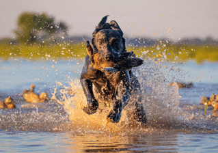 Early Season Teal With LODGING