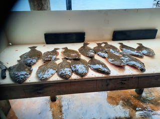 POC Flounder Gigging