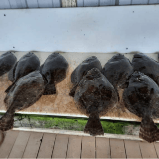 POC Flounder Gigging