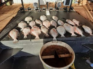 POC Flounder Gigging