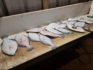 POC Flounder Gigging