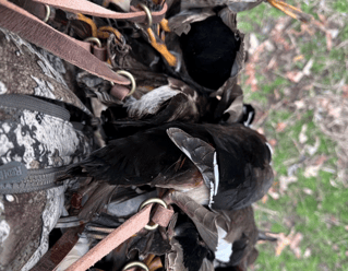 Guided TX Public Land Duck Hunt