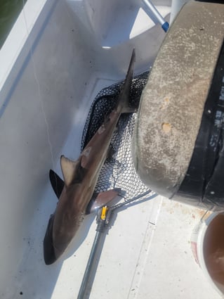 Fishing Biloxi And Barrier Islands