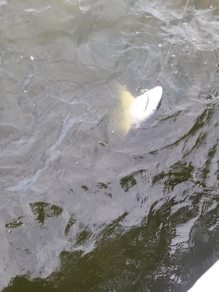 Fishing Biloxi And Barrier Islands