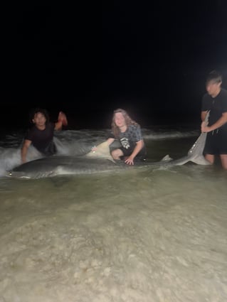 Tiger Shark Fishing in Destin, Florida