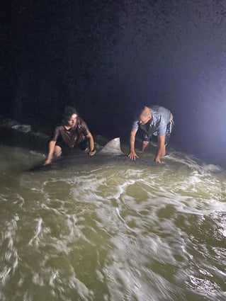 Tiger Shark Fishing in Destin, Florida