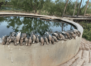 South Texas Dove Hunt
