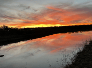 South Texas Dove Hunt