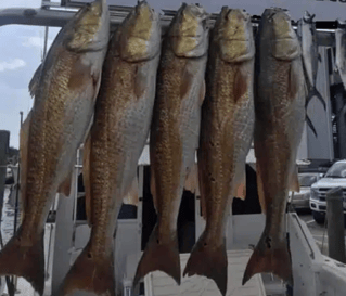 Biloxi Inshore/Nearshore Trip