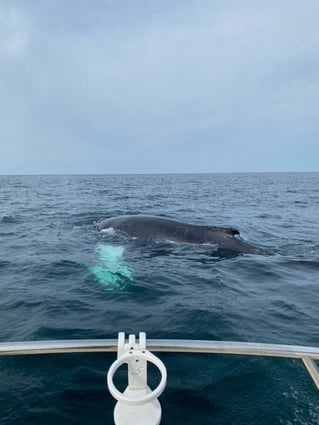 Cape Cod Offshore Trip