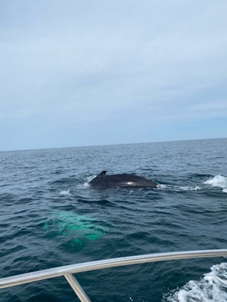 Cape Cod Offshore Trip