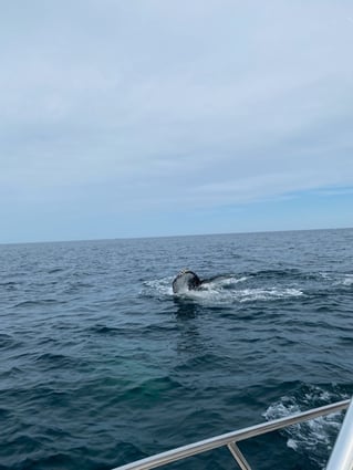 Cape Cod Offshore Trip