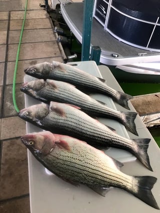 East Lake Cumberland Striped Bass
