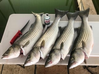 East Lake Cumberland Striped Bass