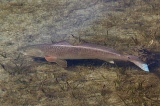 Laguna Madre Flats Fly/Light Tackle