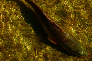 Laguna Madre Flats Fly/Light Tackle
