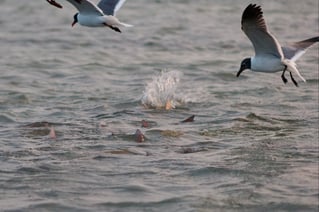Laguna Madre Flats Fly/Light Tackle