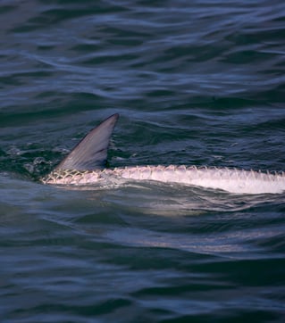 Laguna Madre Flats Fly/Light Tackle