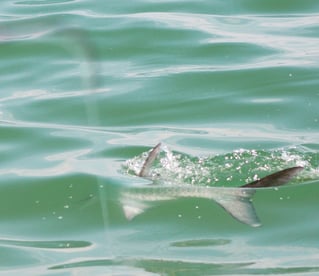 Laguna Madre Flats Fly/Light Tackle