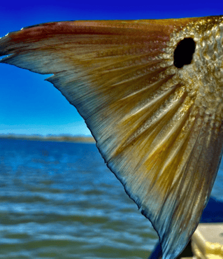 The Best Fly Fishing New Orleans