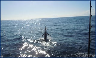 Ocean City Offshore Fishing
