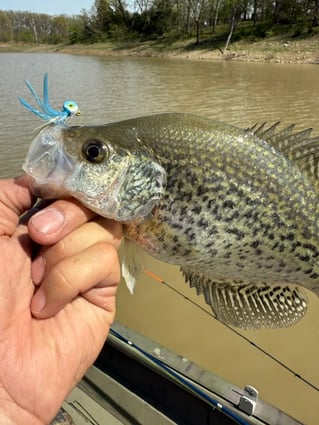 Crappie fishing on Mark Twain Lake