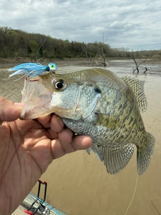 Crappie fishing on Mark Twain Lake