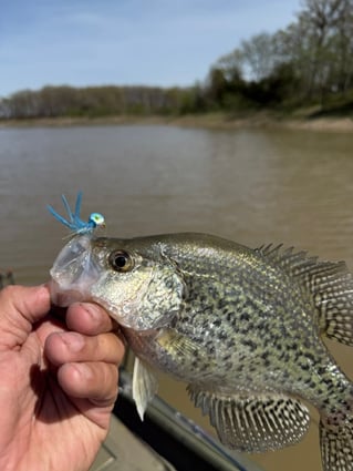 Crappie fishing on Mark Twain Lake