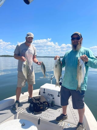 Hybrid & Striped Bass