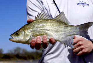 Fort Walton Inshore Spectacular