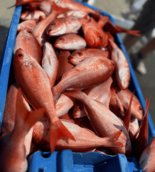 Fort Walton Inshore Spectacular