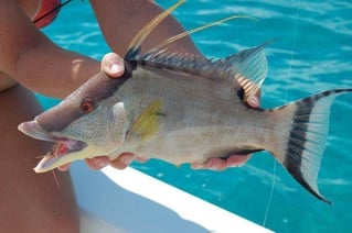 Islamorada Backcountry, Inshore or Nearshore
