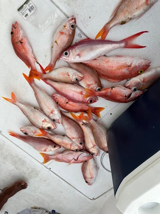 Half day fishing charter