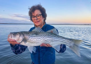 Hybrid Striped Bass Fishing in Napa, California