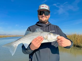 Striped Bass Fishing in Napa, California