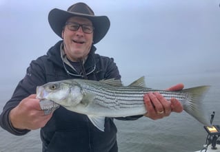 Hybrid Striped Bass Fishing in Napa, California