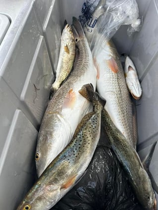 Inshore Fishing Trip