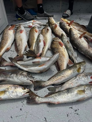 Inshore Fishing Trip